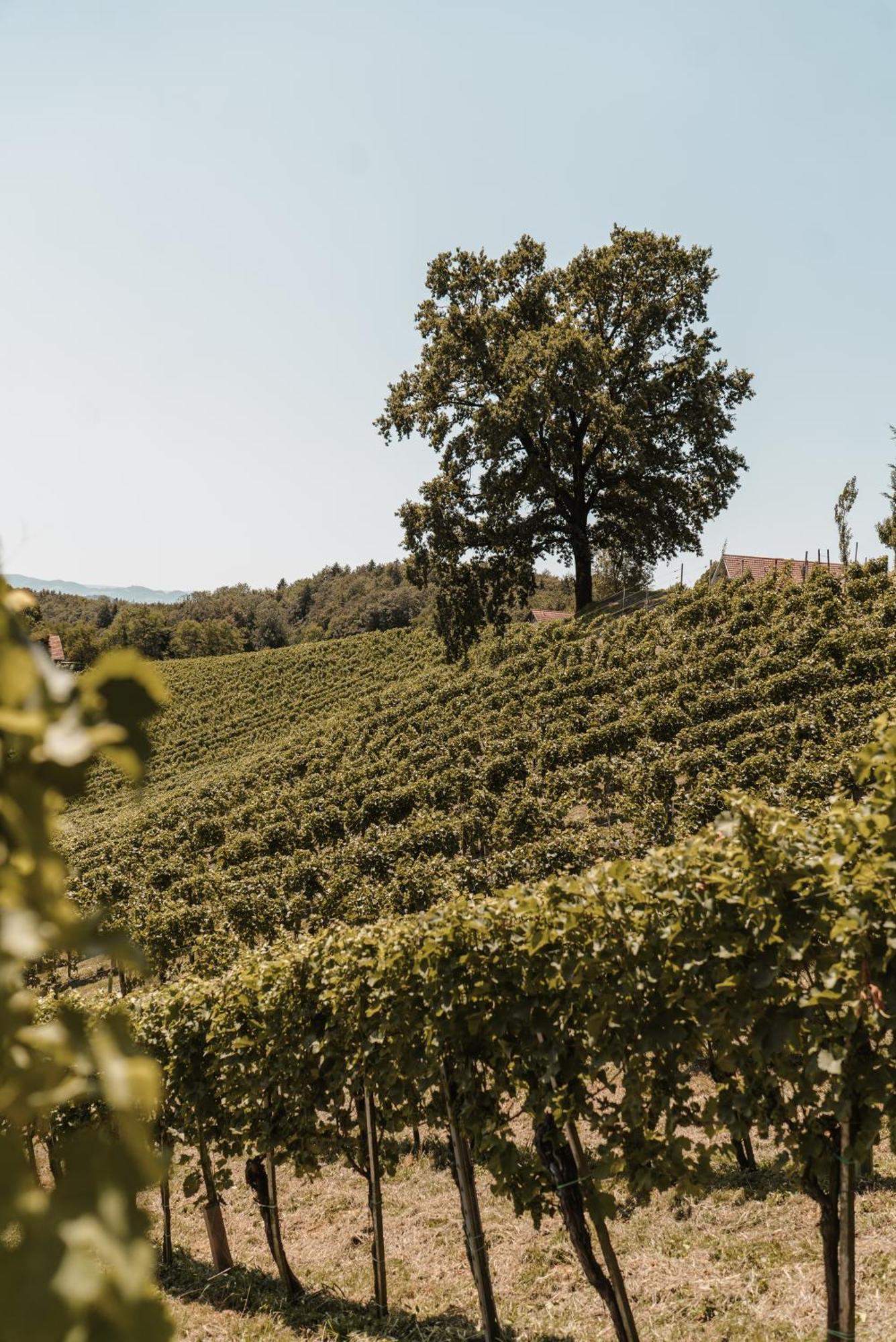 Villa Weingut Assigal à Leibnitz Extérieur photo